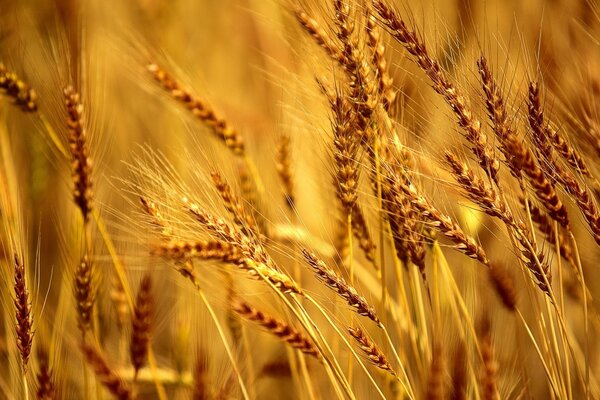 Ripe Rye and wheat