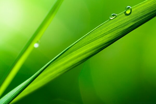 Gotas de orvalho na grama verde