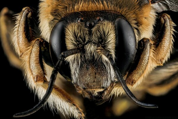 Anthidium manicatum arı makro fotoğrafçılığı