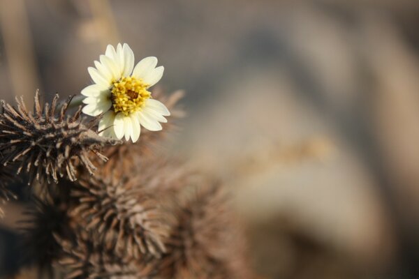 Fond flou avec une fleur sur une épine