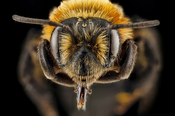 Andrena lupinorum bees微距摄影