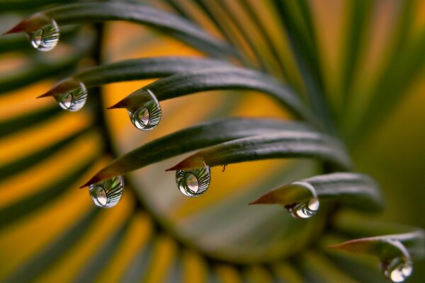 Gouttes de pluie pendantes de la plante