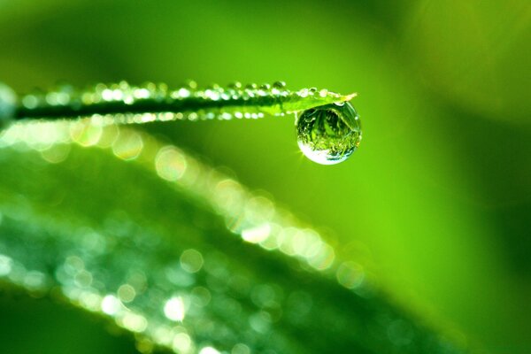 Goutte de rosée sur l herbe