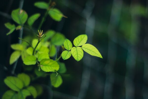 Beautiful bush plants in the garden