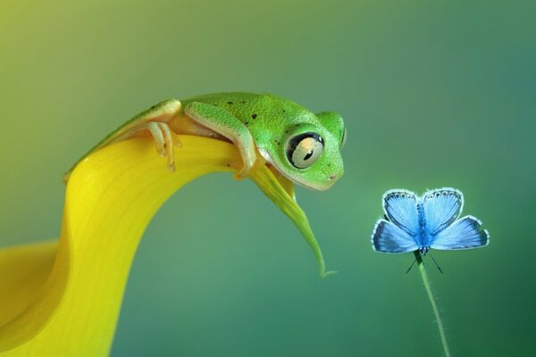 Der Frosch greift zum blauen Schmetterling