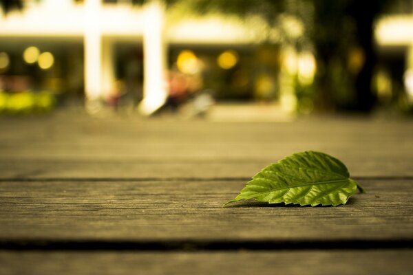 Hoja verde en las calles