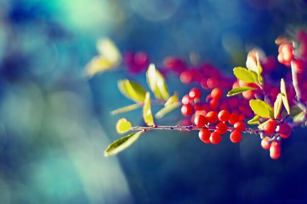 Red fruits of a tree on a blurry background