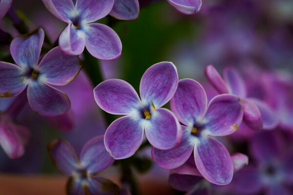 Purple flowers attract the eye