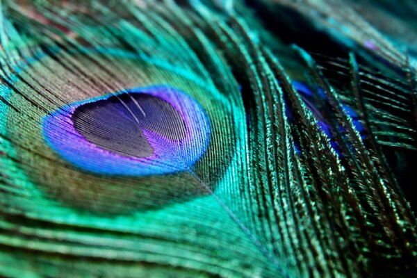 Rainbow Peacock Feather macro shooting