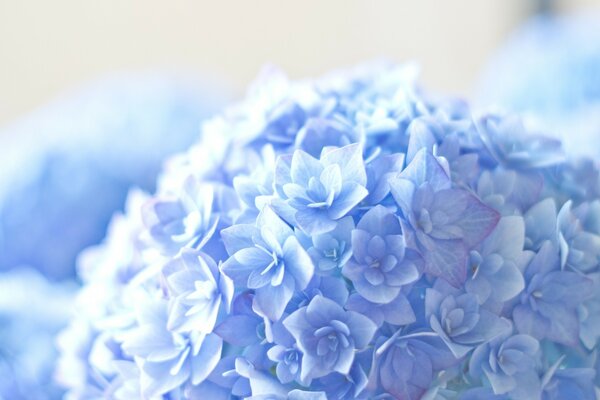 Macro de belles couleurs bleues