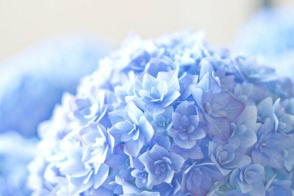 美丽的蓝色花朵的宏观摄影