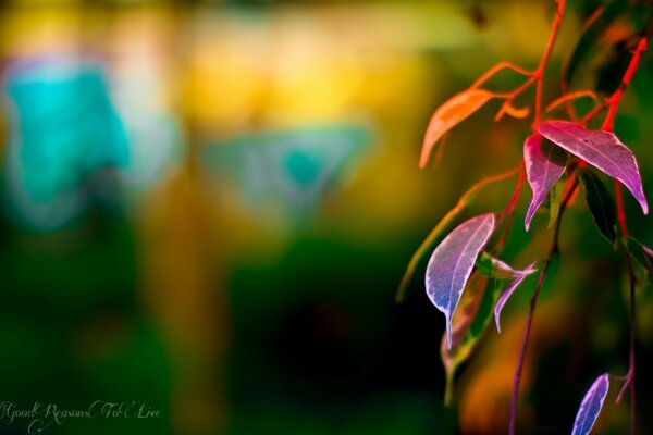 A branch of a plant on a blurry background