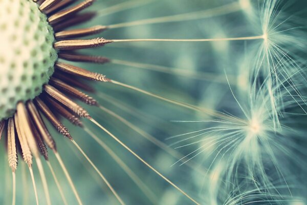 Fabulous dandelion in macro photography