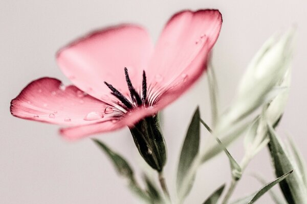 Délicate fleur rose avec des gouttes de rosée