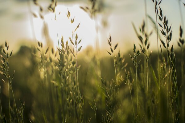 Campo di grano nei raggi del sole