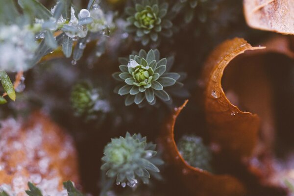 Plantes succulentes vertes sous macro