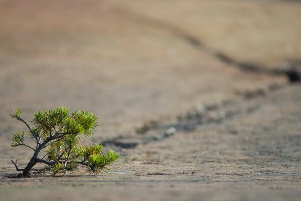 Árbol verde en el desierto