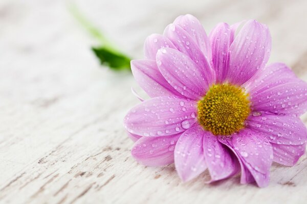 L eau tombe sur la fleur rose gros plan