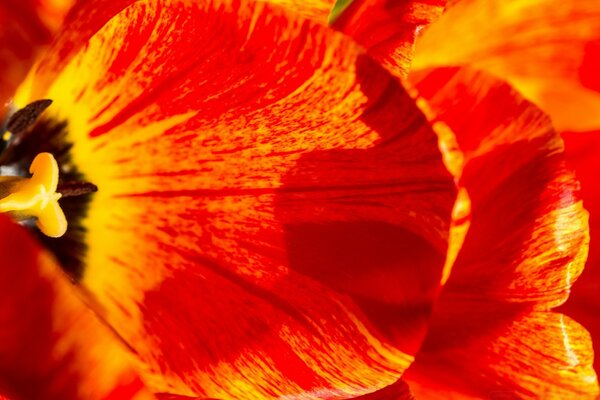 Red flower leaves in magnification