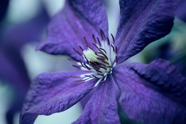 Flower with stamens in macro photography