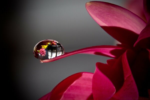 Una gota de rocío en un pétalo de una flor Burdeos. Macro