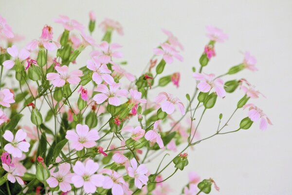 Paisaje de primavera de una pequeña rama rosa con flores