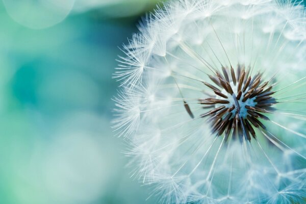 Foto de diente de León blanco sobre fondo azul