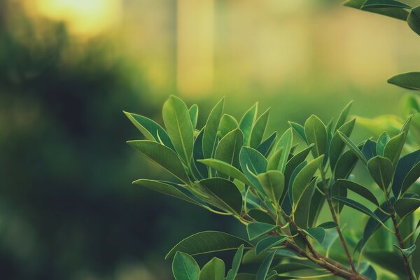 Branche avec des feuilles sur fond de coucher de soleil