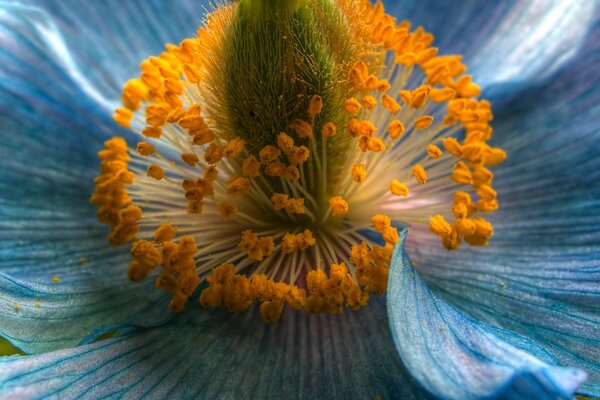 Makroaufnahme der gelben Mitte einer Blume