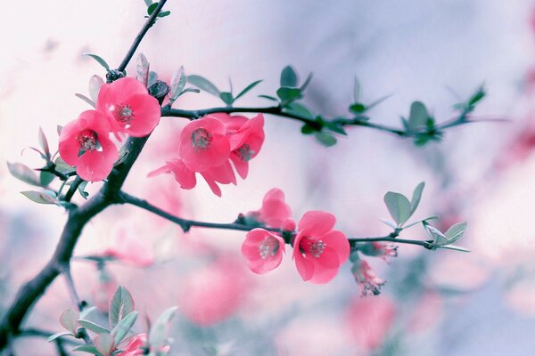 Small pink flowers on a branch