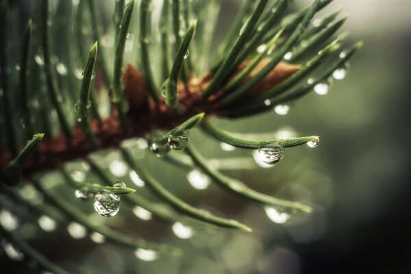 Raindrops on pine needles