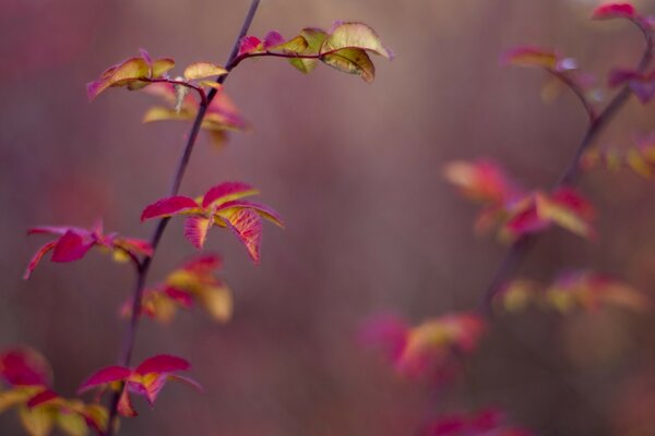 Red-yellow flower petals