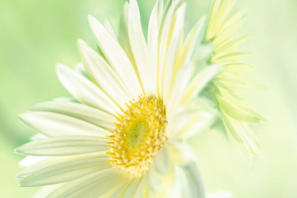 Delicate white flower on a green background