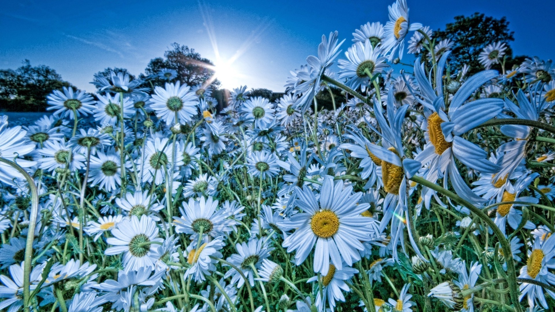 camomille fleur flore nature été champ floral bluming foin jardin saison lumineux pétale feuille couleur ensoleillé beau gros plan soleil herbe