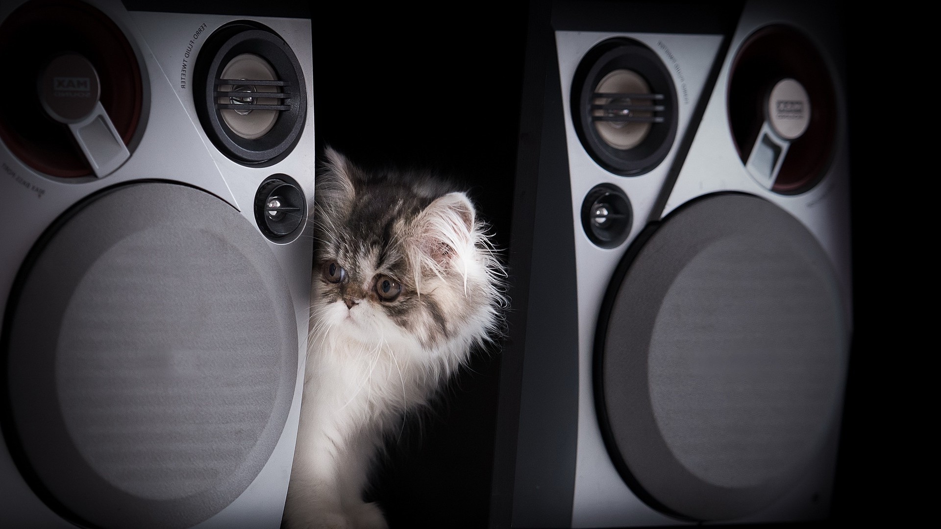 gatos sonido altavoz estéreo moderno loud estudio intensidad escritorio disco tecnología coche juego música bajo