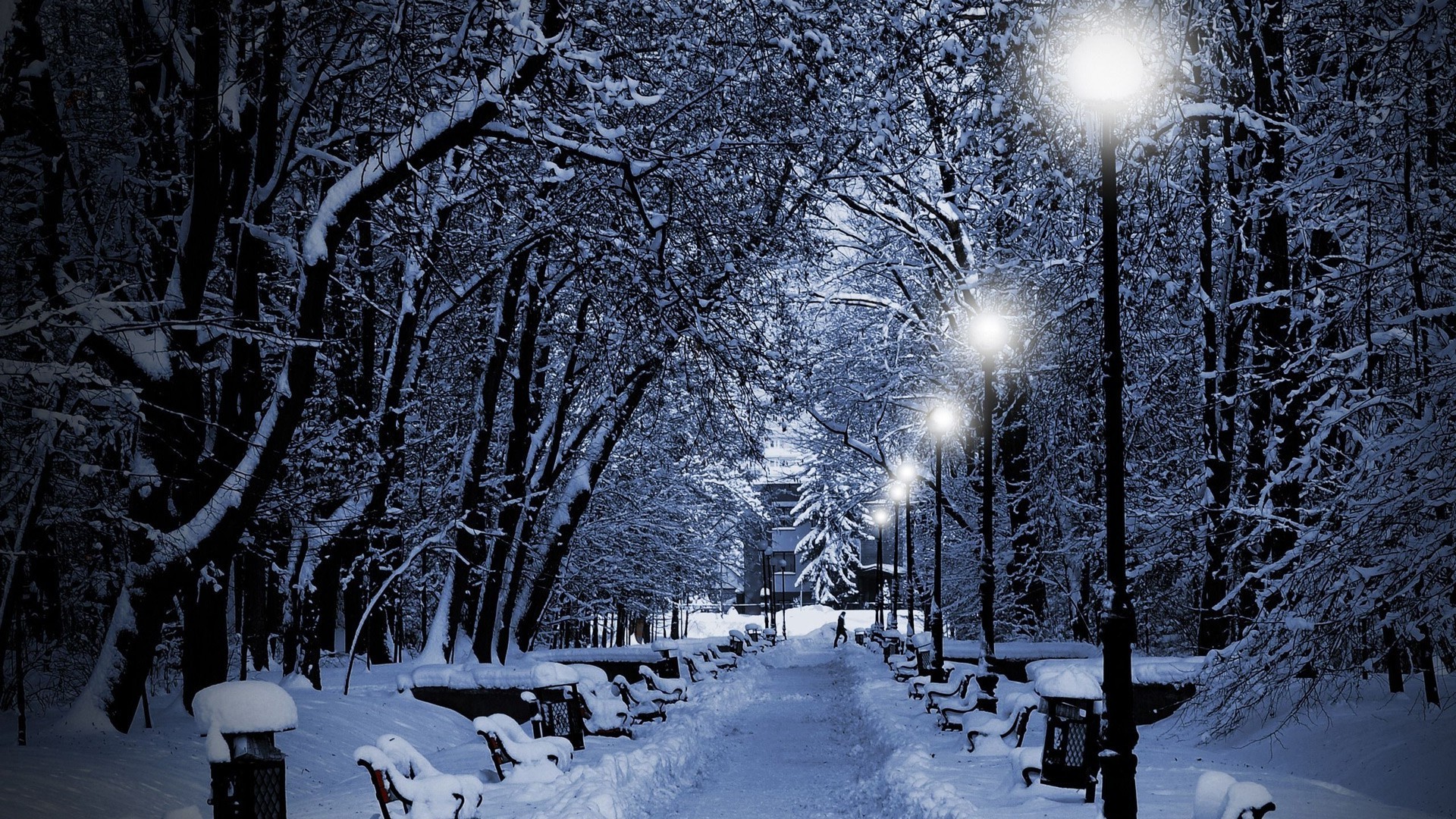 invierno nieve frío escarcha congelado hielo madera árbol tormenta de nieve tiempo temporada blanco como la nieve helada nevado rama niebla hielo paisaje