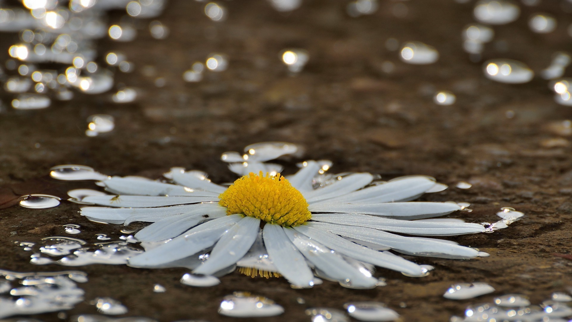 flores naturaleza mojado al aire libre agua lluvia desenfoque