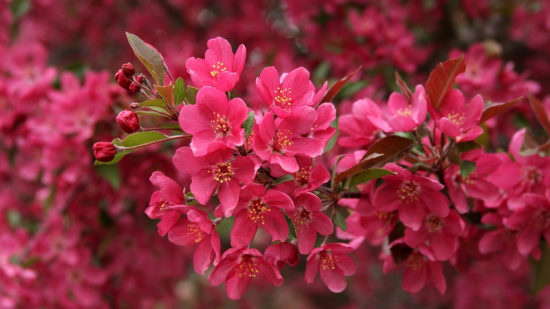 gros plan fleur nature branche jardin flore feuille croissance pétale arbre floral bluming à l extérieur lumineux été cerise arbuste couleur saison parc