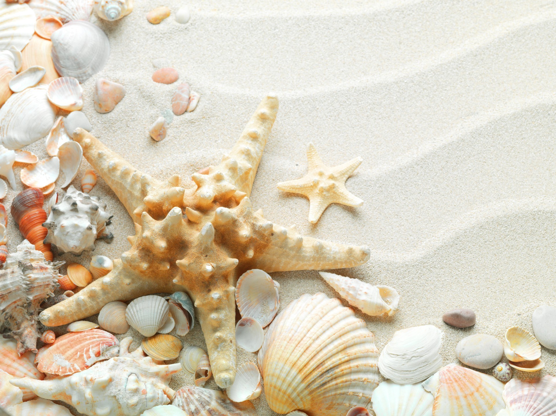 marine life seashell starfish shell shellfish marine sea conch beach seashore ocean clam scallop sand cockle tropical snail cockleshell decoration vacation