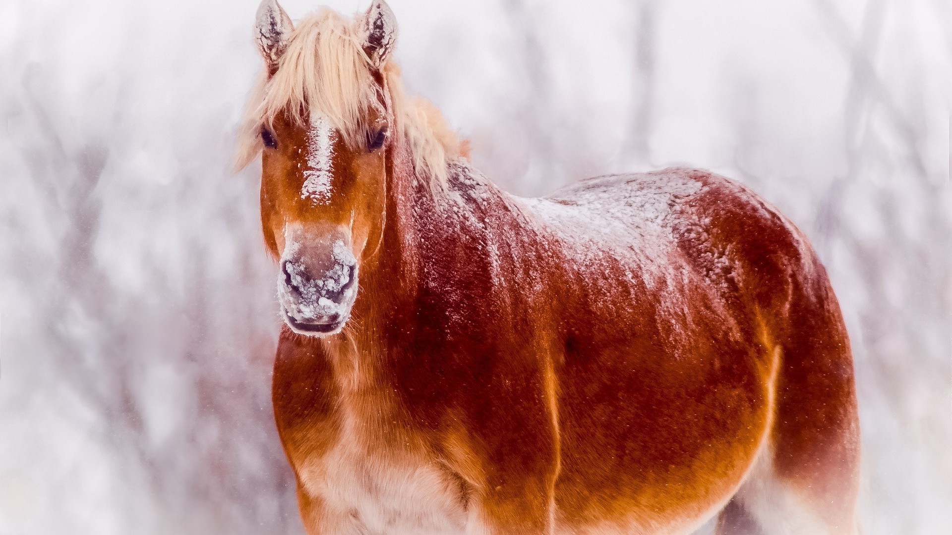 chevaux hiver nature neige à l extérieur mammifère cavalerie un