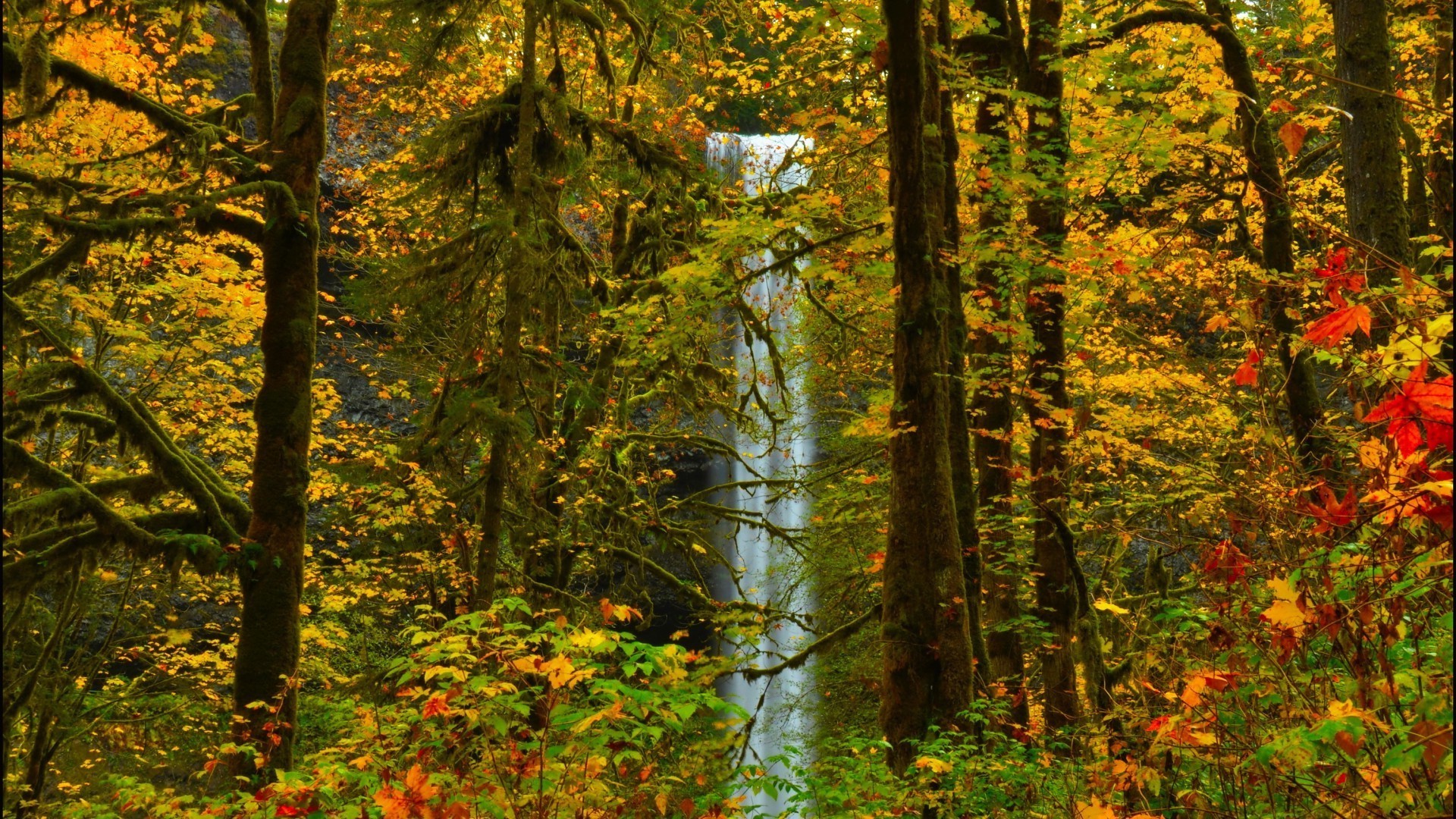 jesień drewno liść jesień drzewo natura krajobraz sceniczny na zewnątrz park sezon dobra pogoda bujne klon światło dzienne oddział środowisko krajobrazy świt