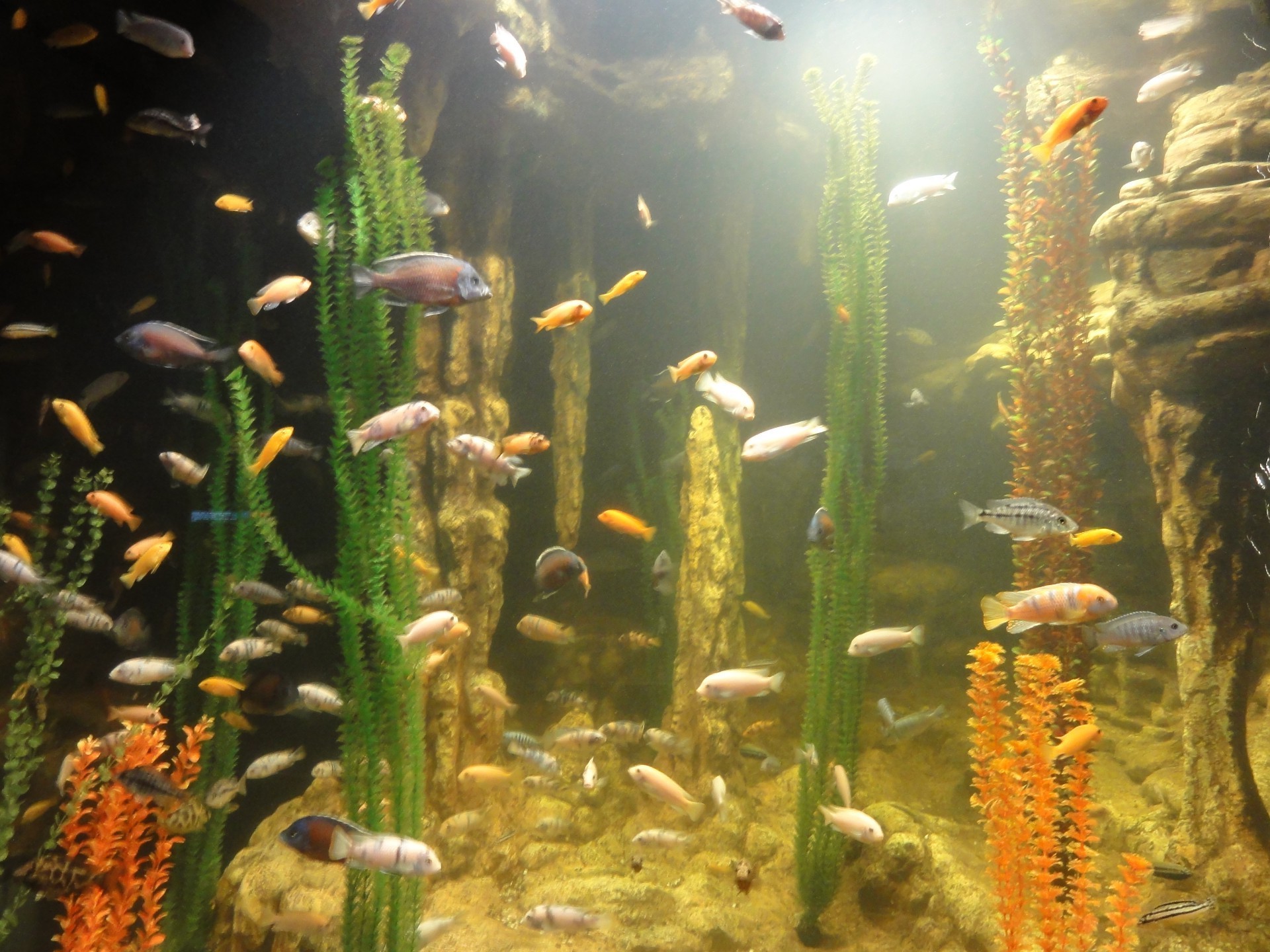 animals underwater aquarium fish goldfish water tank swimming deep diving coral aquatic tropical reef nature ocean presentation exotic submarine environment