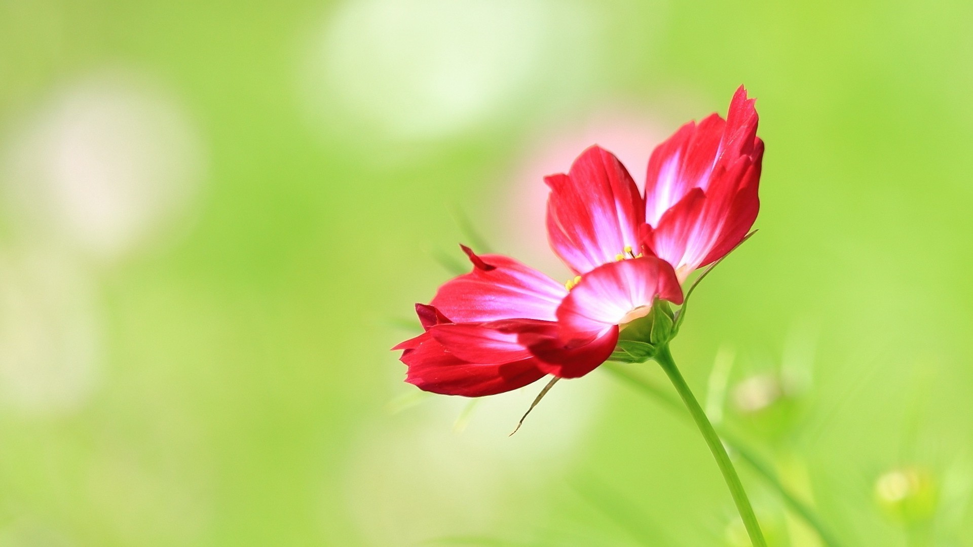 fleurs nature été feuille flore fleur lumineux croissance jardin pétale flou