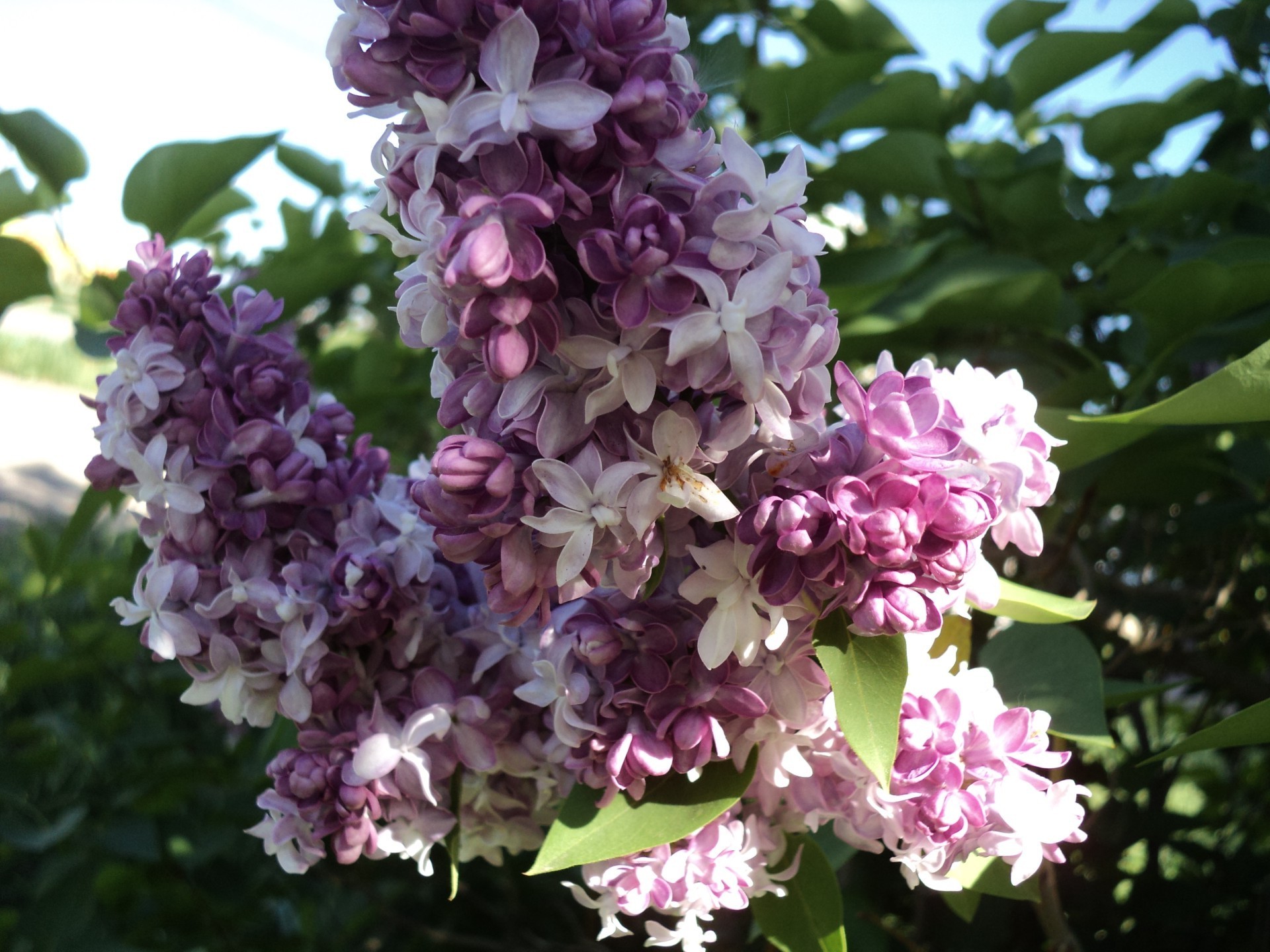 printemps fleur nature flore jardin feuille floral bluming pétale été branche arbuste arbre belle à l extérieur croissance saison couleur décoration botanique