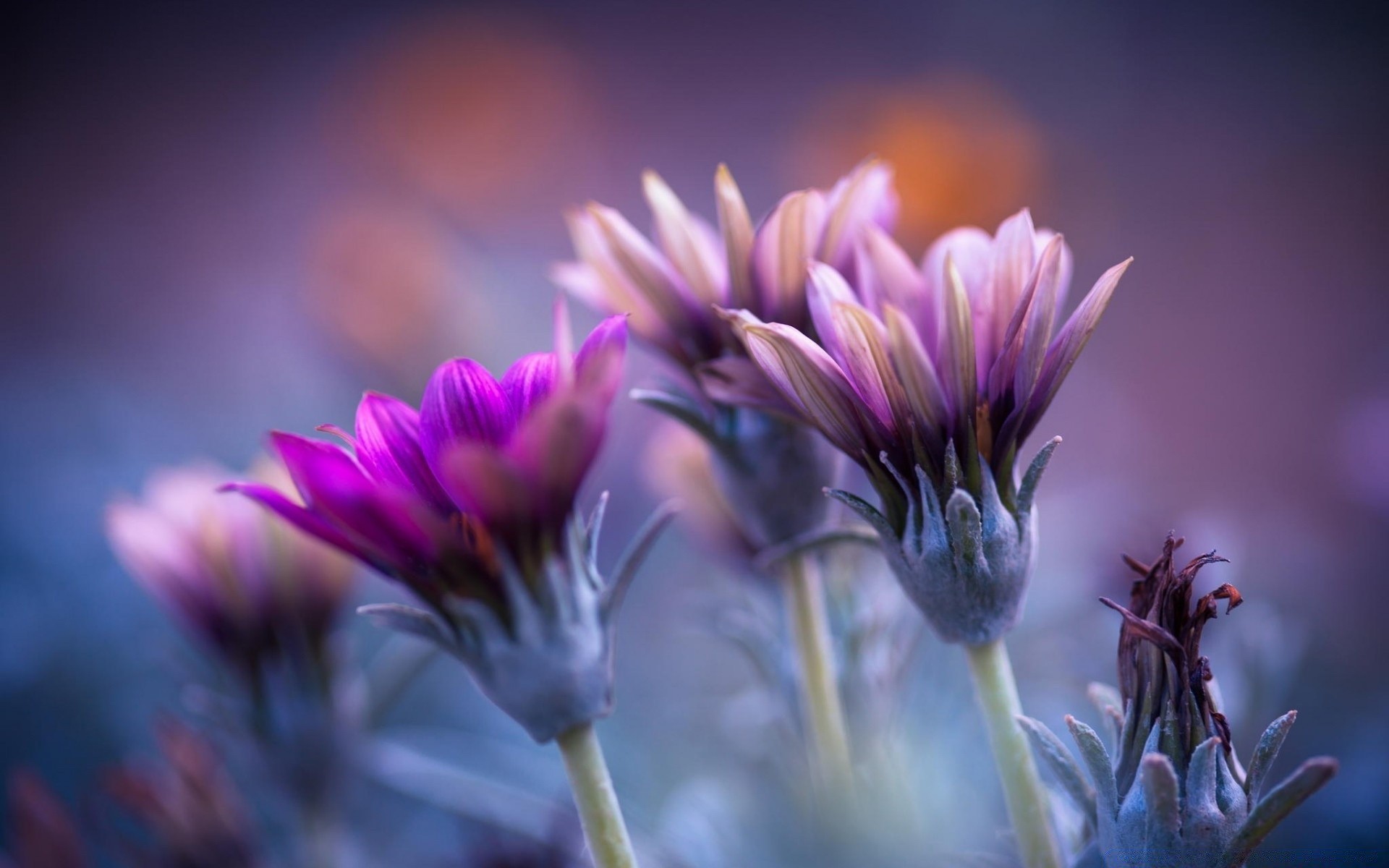 macro fleur nature flore été jardin feuille dof couleur violet pétale champ violet lumineux floral bluming à l extérieur flores gros plan