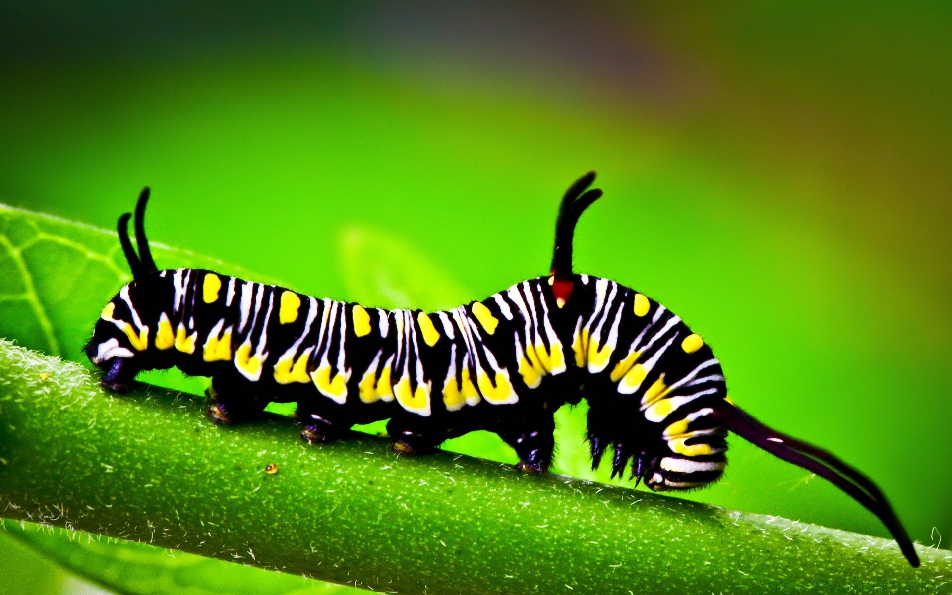 makroaufnahme insekt raupe schmetterling larve tierwelt tier wurm motte natur wirbellose metamorphose lepidophilen pest garten entomologie blatt im freien antenne farbe