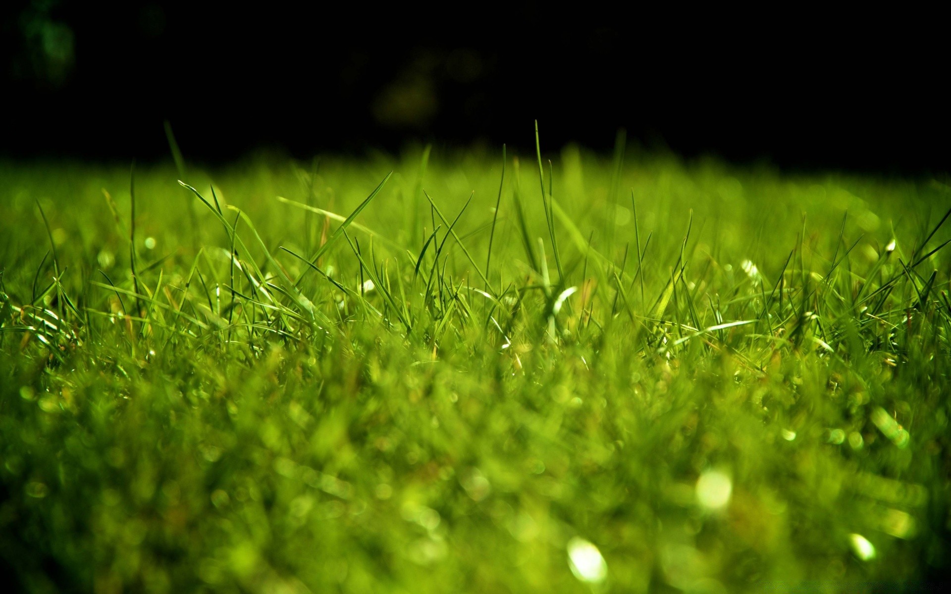 macro herbe pelouse croissance flore foin champ feuille nature rosée jardin été aube luxuriante soleil lame gazon pluie sol environnement fraîcheur