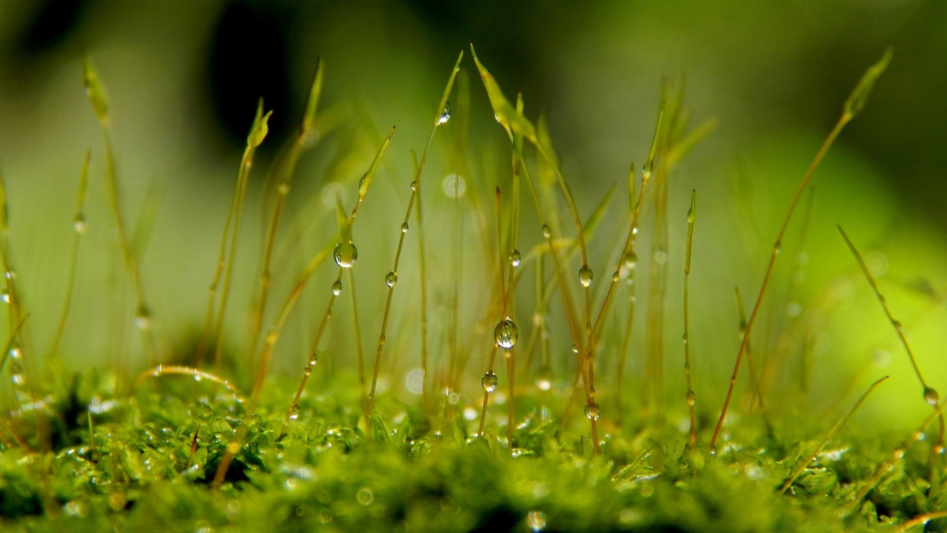 macro herbe nature croissance feuille flore été pluie jardin rosée à l extérieur soleil beau temps pelouse foin aube champ automne lumineux saison