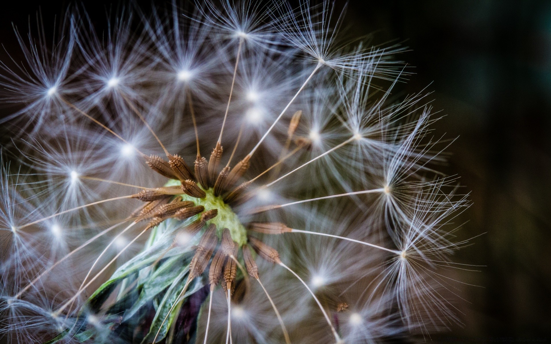 macro pissenlit nature graines lumineux flore été lumière mauvaises herbes croissance herbe fleur tendre vers le bas