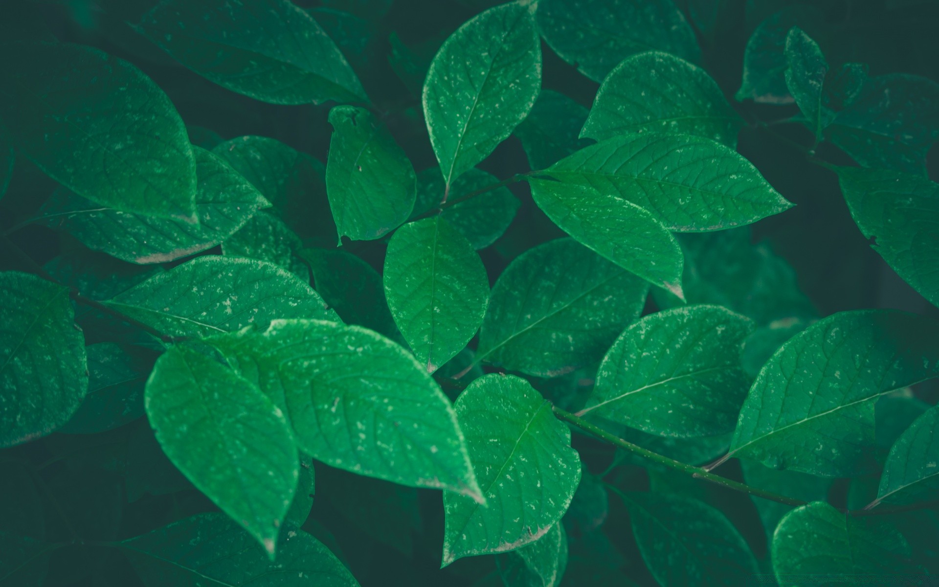 macro leaf flora nature growth environment summer rain desktop vein outdoors